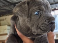 CANE CORSO 35 GÜNLÜK YAVRULAR