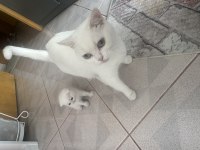 2.5 aylık erkek british shorthair yavrular acil