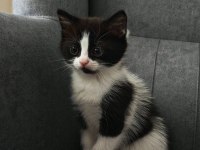 ANNE BRİTİSH BLUE POİNT BABA SOKAK KEDİSİ 3 YAVRU