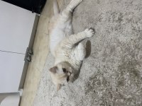 2.5 yaşında çok sakin kısır ve çipli british shorthair