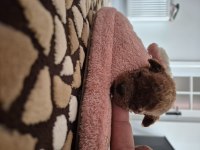 Anne Altından Kore Bebekler Mükemmel Anatomi Poodle