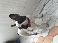 6 aylık french bulldog