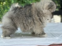 Teacup Dişi Pomeranian yavru