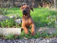 Erkek Presa Canario Yavru