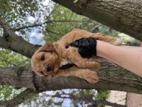 Maltipoo Dişi Erkek 