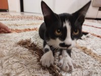 KEDİYE ÇOK ACİL ÖMÜRLÜK YUVA ARANIYOR