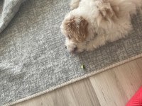Sevimli cins köpekler
