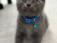 Scottish Fold & British Fold Yeni Yavrular
