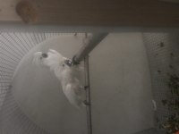 Kakadu umbrella çift dişi erkek