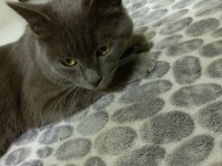 Sevimli kedi