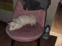 Kedimiz asilimi sahiplendiriyorum