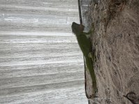 Çipli uysal iguana