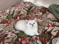 Bluepoint masmavi göz bebek british shorthair