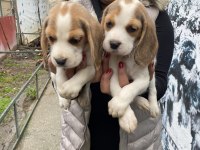 Safkan elizabet beagle yavrularım