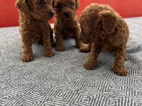 Teacup kore toy poodle