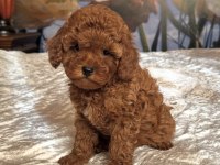 Kızıl Safkan Maltipoo Bebekler