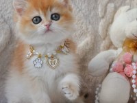 Dünya Güzeli Ny12 Golden British Shorthair