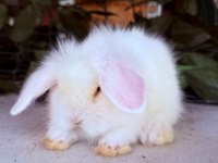 SAFKAN HOLLANDA TEDDY LOP TAVŞANLARI