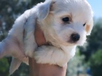 Maltese terrier