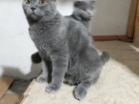 British shorthair 3 yaşında erkek