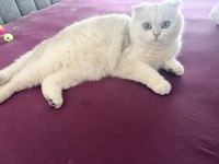 Yakışıklı Erkek Kedimize Güzel Bir Kız Arıyoruz