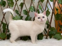 Golden Ny1233 Dişi British Shorthair