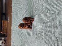 Toy poodle köpeğimiz