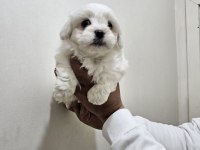 Maltese terrier yavrularımız