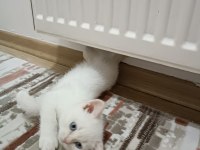 3adet erkek yavru kedi