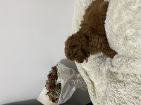 Mükemmel Toy Poodle Yavrumuz