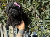 Black Poodle Yavrumuz