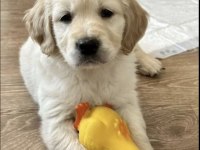 Muhteşem Golden Retriever Yavrularımız