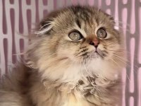 Highland scottish fold