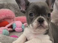 Nadir Lilac Pied Aşılı Ped Eğitimli French Bulldog Kızımız