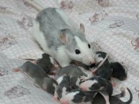 Yeni doğmuş dumbo ve fancy rat yavruları ayırtma yapılabilir