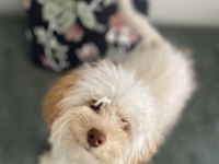 6,5 Aylık Toy Poodle Köpeğimi Sahiplendiriyorum