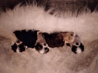 Yavru köpeklerimi sahiplendiriyorum