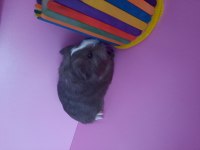 Sheltie ginepig yavrularımız çift