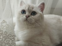 Dişi annelik garantili british shorthair