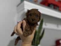 Anne baba tecaup dark redbrown tecaup erkek poodle muhteşem