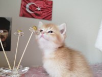 Longhair ve shorthair yavrularım