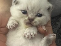 British shorthair ve longhair erkek kardeşler