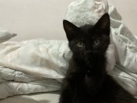 Sokakta kedi buldum ve güzel bir yuva arıyoruz