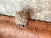 2 aylık dişi british longhair yavrumuza yuva arıyoruz