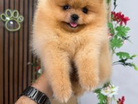 Irk Ve Sağlık Garantili Pomeranian
