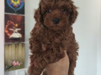 Birbirinden sevimli köpekler