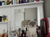 Acil scottish fold ücretsiz sahiplendirme