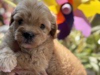 Maltipoo bebekler