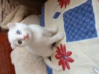 Güzeller güzeli scottish fold kızlarımıza yuva arıyoruz
