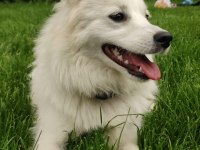 Alman Spitz Tatlı Dişi
